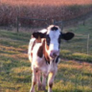 Meet your Posher, Holly